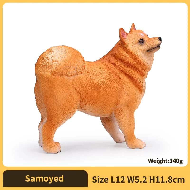 Samoyed