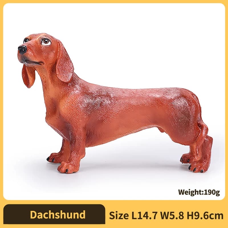 Dachshund