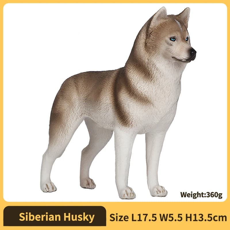 Siberian Husky